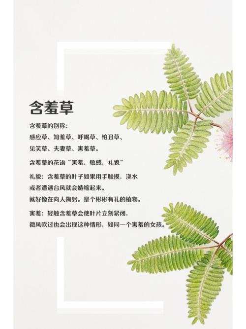 神马影院在线观看2院：最新院线大片免费追剧神器，高清无广告畅享热播电影